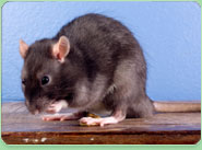 rat control Longford